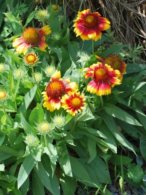 Gaillardia x grandiflora 'Arizona Sun' (Blanket Flower)