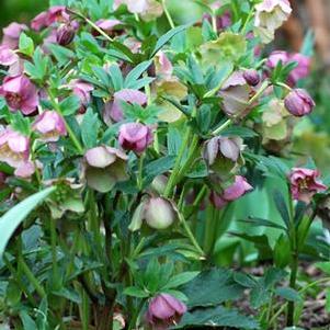 Helleborus orientalis (Lenten Rose)