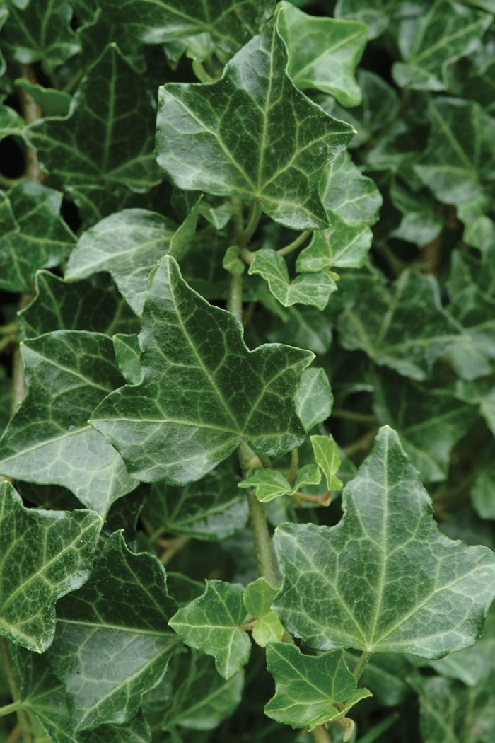 Baltic Ivy (Hedera helix 'Baltica')