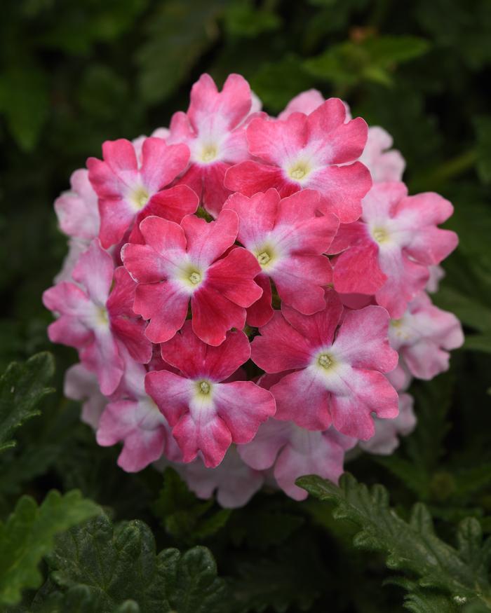 Verbena EnduraScape™Pink Fizz (Vervain)