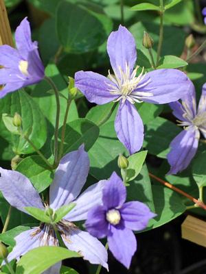 Clematis hybrid 'Arabella' (Hybrid Clematis), purple flowers