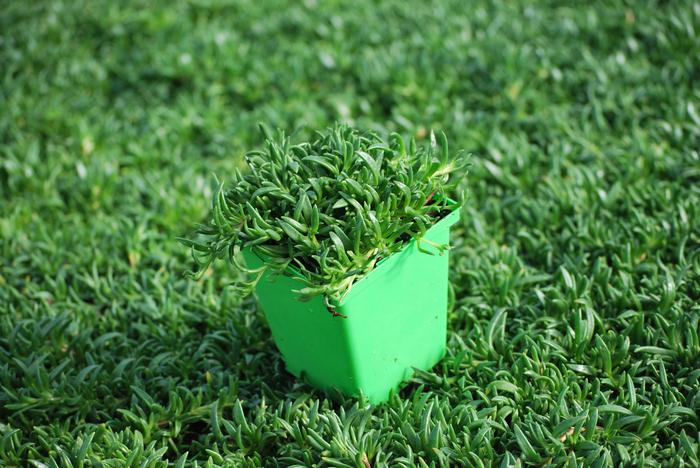 Delosperma 'Fire Spinner' (Ice Plant)