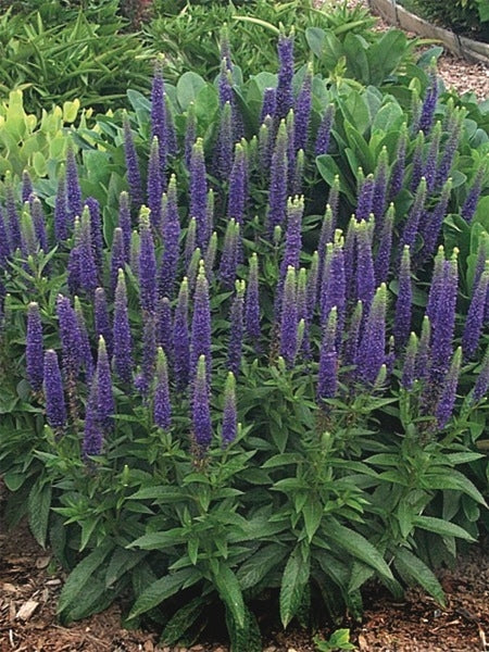 Veronica spicata 'Royal Candles' (Speedwell)