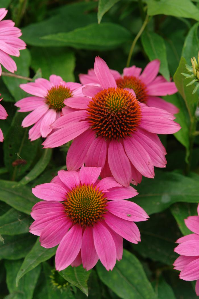 Echinacea purpurea 'PowWow Wild Berry' (Coneflower)