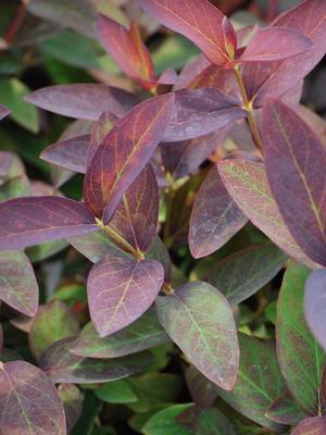 Hypericum androsaemum 'Albury Purple' (St. John's Wort)