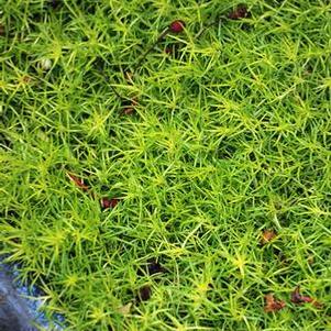 Scotch Moss (Sagina subulata 'Aurea')