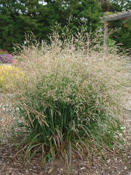 Switchgrass (Panicum virgatum 'Cape Breeze')