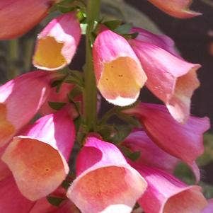 Digitalis x 'Arctic Fox Rose' (Foxglove), pink flowers