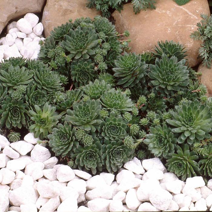 Sempervivum 'Pilioseum' (Hens and Chicks)