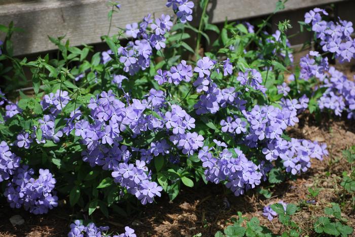 Phlox divaricata 'Blue Moon' (Woodland Phlox)