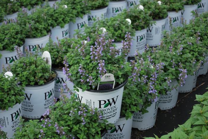 Nepeta x 'Cat's Pajamas' (Catmint)