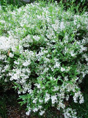 Slender Deutzia (Deutzia gracilis 'Nikko')