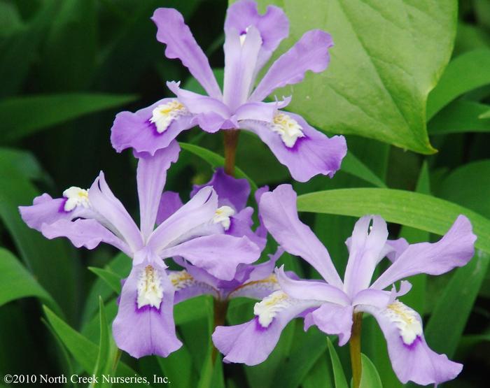 Iris cristata (Dwarf Crested Iris)