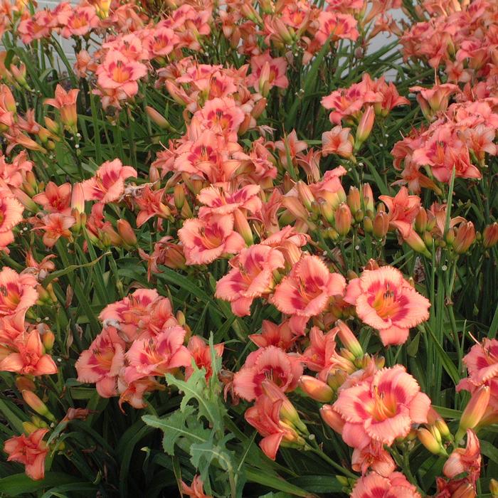 Hemerocallis 'Strawberry Candy' (Daylily)