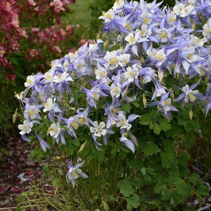 Aquilegia Kirigami™ Light Blue & White (Columbine) perennial, purple flowers