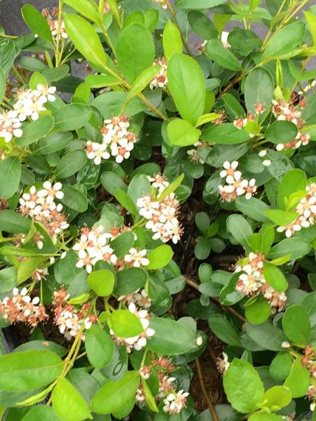 Dwarf Black Chokeberry (Aronia melanocarpa Ground Hog™)