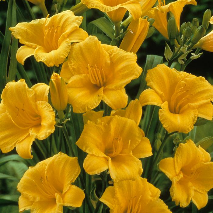 Hemerocallis 'Stella de Oro' (Daylily)