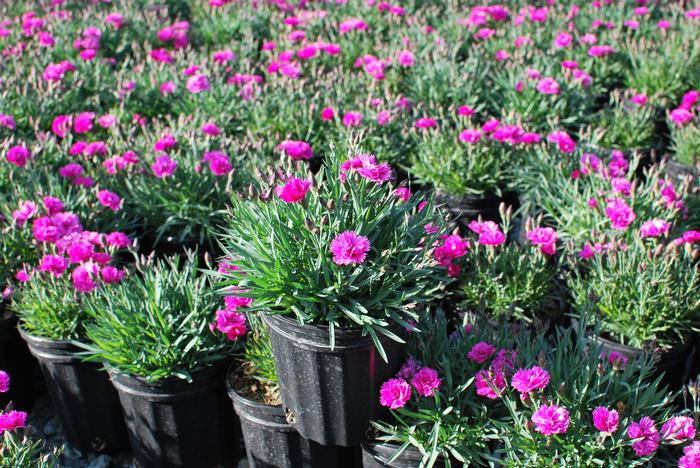 Dianthus Everlast™Orchid (Garden Pinks), pink flowers