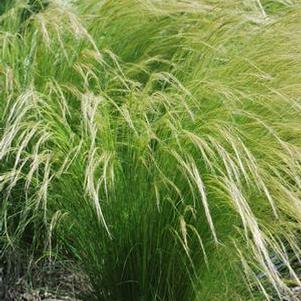 Mexican Feather Grass (Nassella tenuissima)