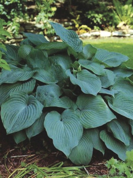 Hosta x 'Blue Angel' (Plantain Lily)