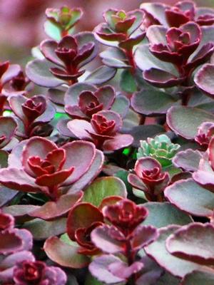 Sedum spurium 'Voodoo' (Stonecrop)