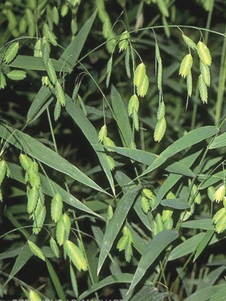 Northern Sea Oats (Chasmanthium latifolium)