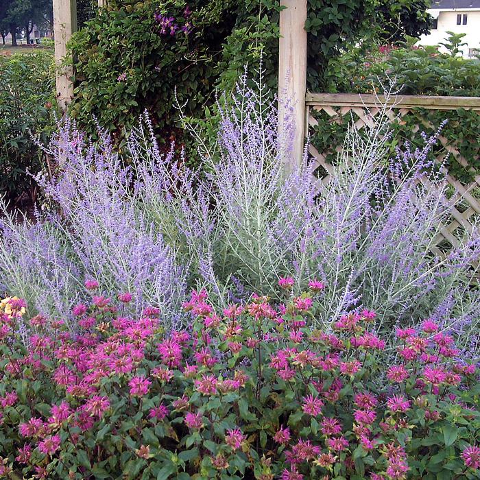 Perovskia atriplicifolia (Russian Sage)