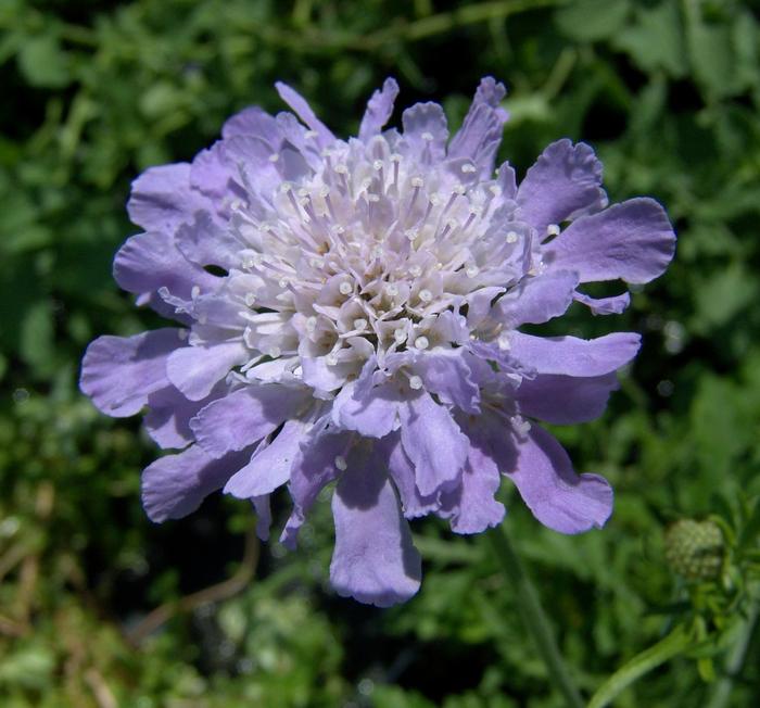 Scabiosa columbaria 'Butterfly Blue' (Pincushion Flower)