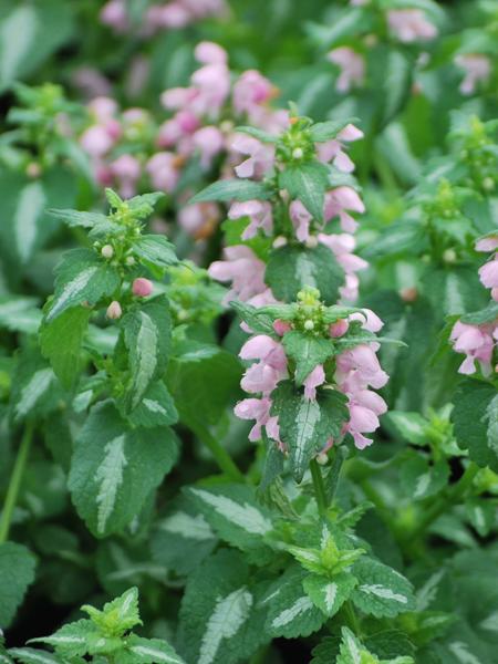 Lamium maculatum 'Shell Pink' (Dead Nettle)