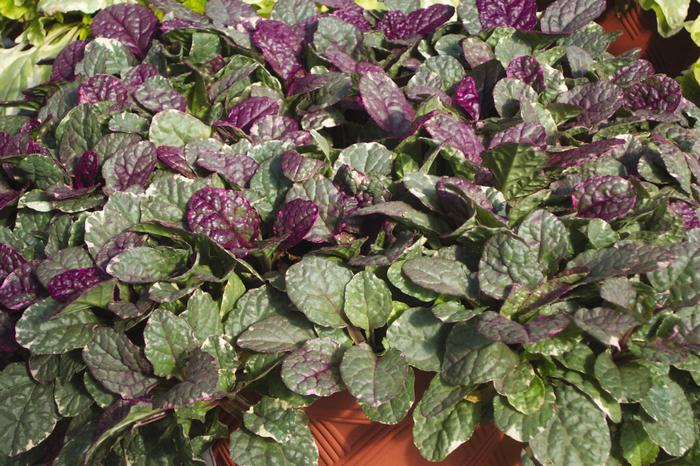 Ajuga reptans 'Burgundy Glow' (Bugle Weed) perennial