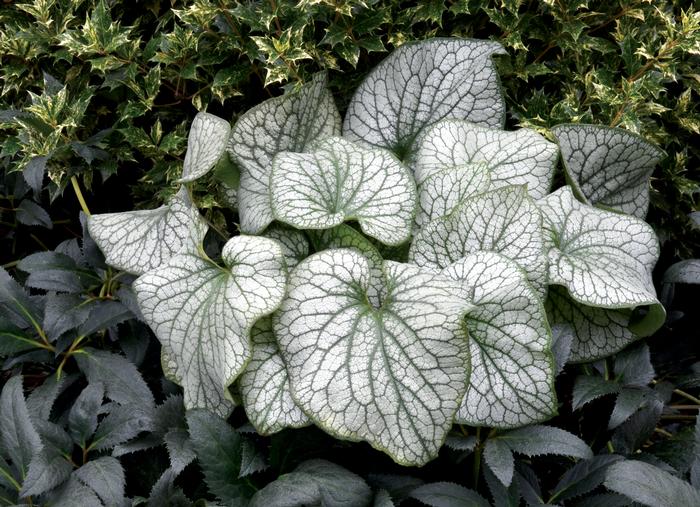 Brunnera macrophylla 'Alexander's Great' (Siberian Bugloss)