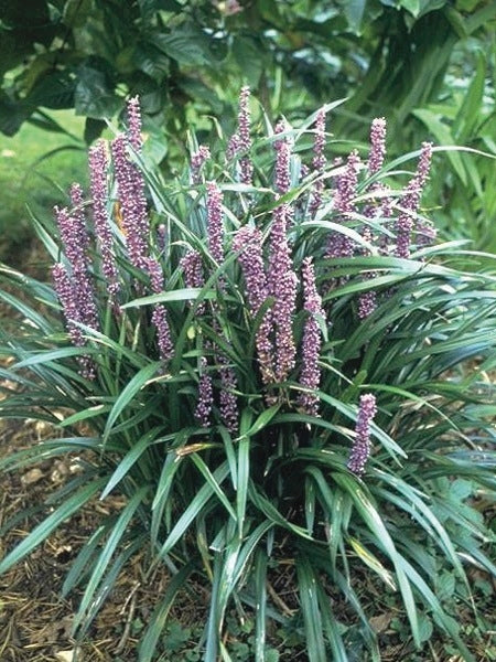 Liriope muscari 'Big Blue' (Lilyturf)