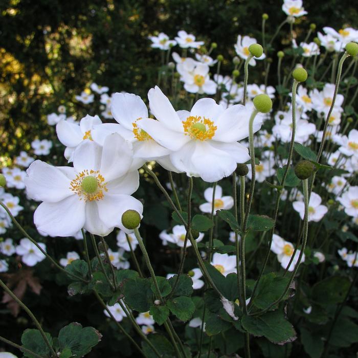 Anemone x hybrida 'Honorine Jobert' (Windflower) perennial