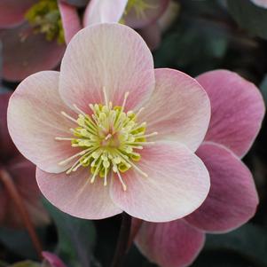 Helleborus x ballardiae HGC 'Pink Frost' (Helleborus Gold Collection® Lenten Rose)