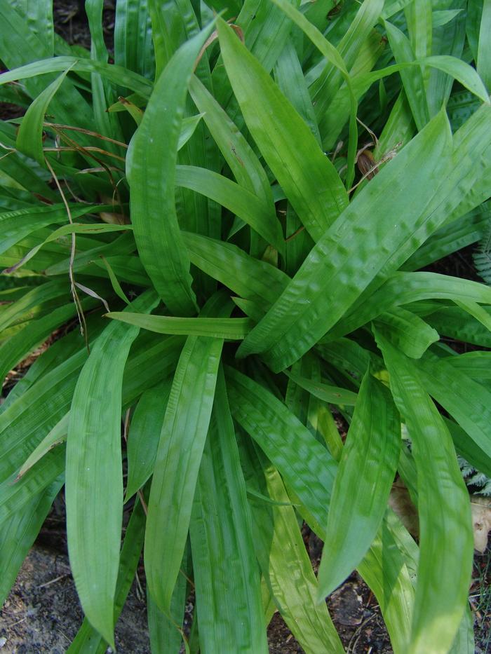 Seersucker Sedge / Plantain-leaf Sedge (Carex plantaginea)