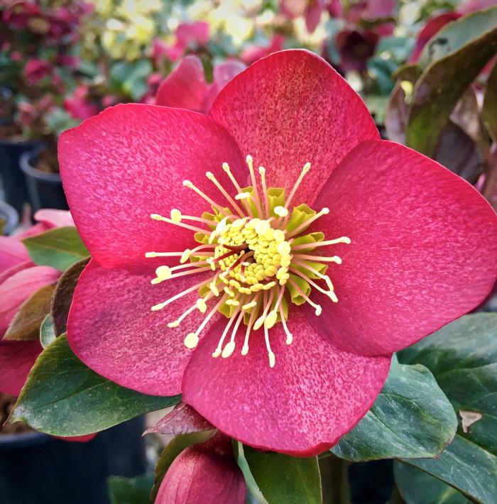 Helleborus HGC® Ice N' Roses® Red (Helleborus Gold Collection® Lenten Rose)