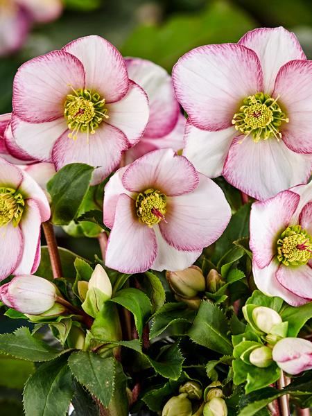 Helleborus HGC® Ice N' Roses® Picotee (Helleborus Gold Collection® Lenten Rose)