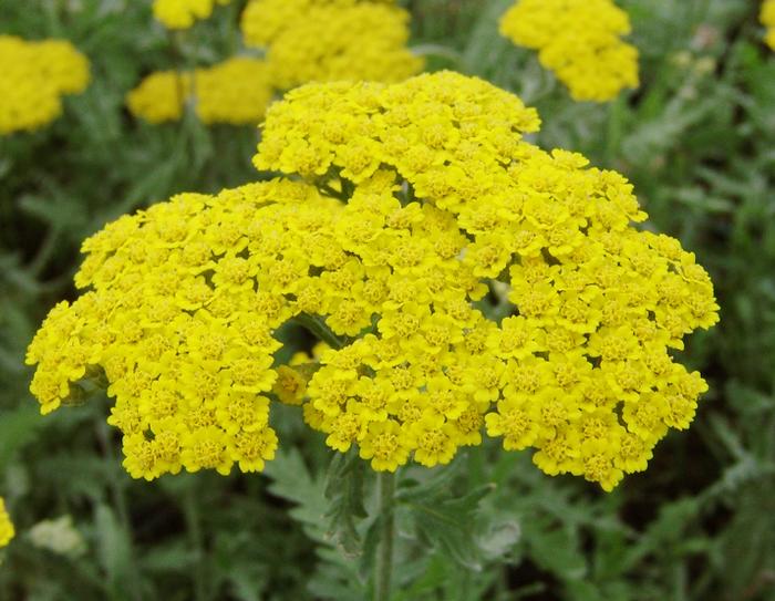 Achillea x 'Moonshine' (Yarrow) perennial