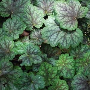 Heuchera americana 'Dale's Strain' (Coral Bells)