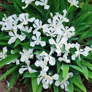 Iris cristata 'Tennessee White' (Dwarf Crested Iris)