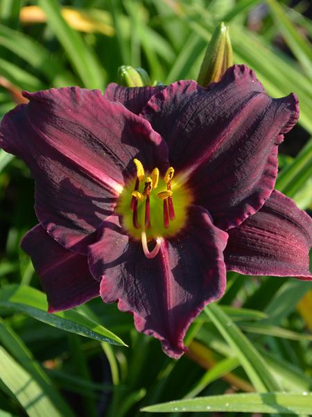 Hemerocallis 'Little Grapette' (Daylily)