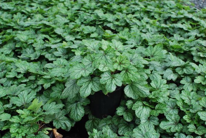 Heucherella 'Pink Revolution' (Foamy Bells)