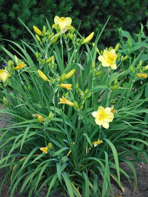 Hemerocallis 'Happy Returns' (Daylily)