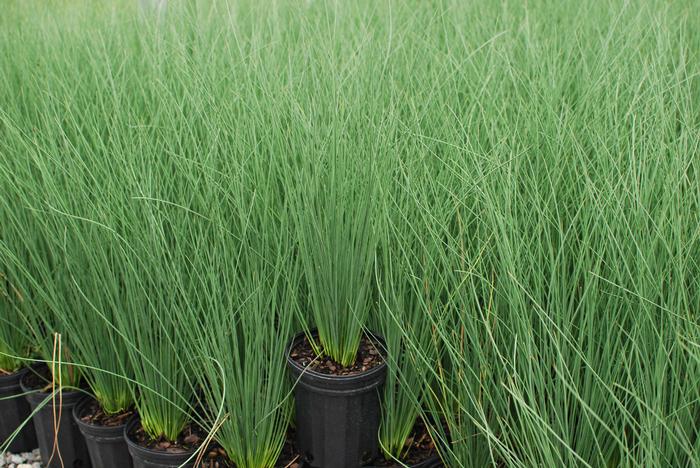 Blue-Green Rush (Juncus inflexus 'Blue Arrows'), grass