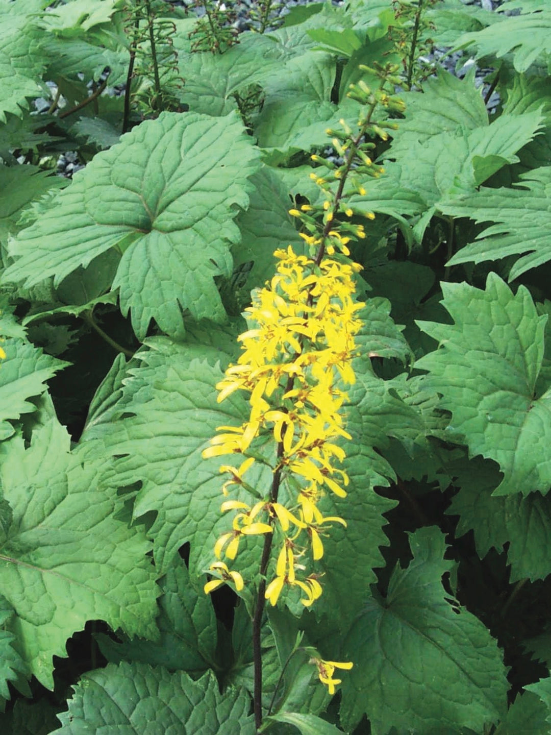 Ligularia stenocephala 'The Rocket' (Ligularia)