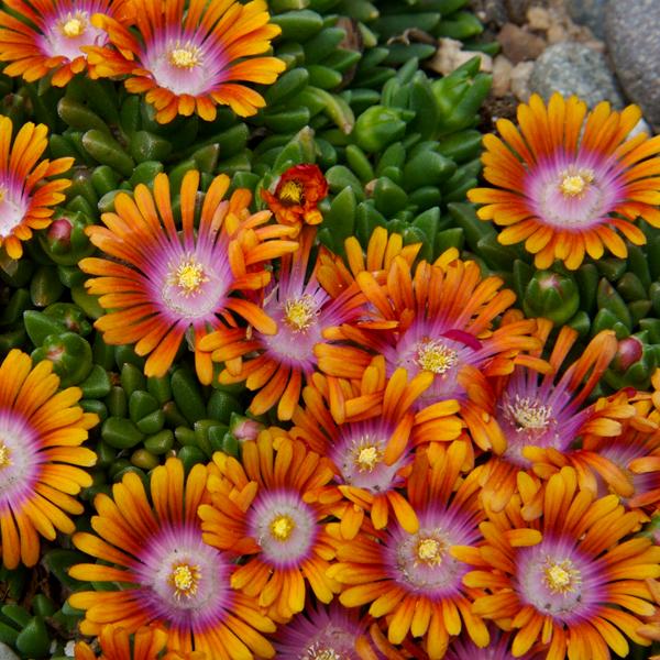 Delosperma 'Fire Spinner' (Ice Plant), pink and orange flowers