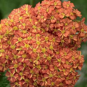 Achillea millefolium Desert Eve™Terracotta (Yarrow) perennial