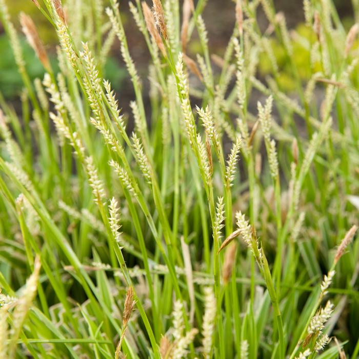 Silver Variegated Sedge (Carex morrowii 'Ice Dance')