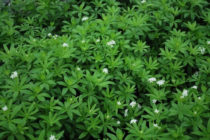 Sweet Woodruff (Galium odoratum)