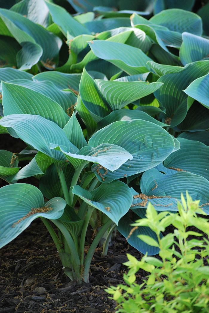 Hosta x 'Halcyon' (Plantain Lily)